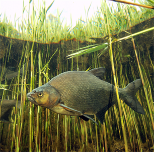 Unieke samenwerking sport- en beroepsvisserij voor betere visstand op Zuidelijke Randmeren
