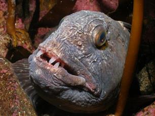 Unieke zeevissengids ziet het licht : Handige veldgids voor duikers, sportvissers en natuurliefhebbers