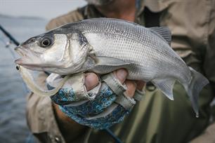 Update: bag limit zeebaars