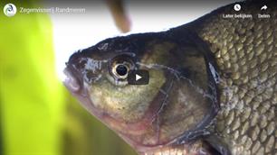 Update Onderzoek Zuidelijke Randmeren (video)