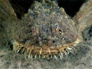 Van ansjovis tot zeewolf