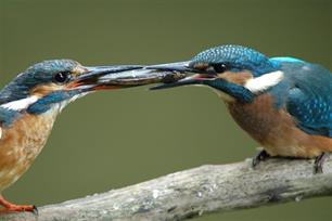 Van de ijsvogel en de vis