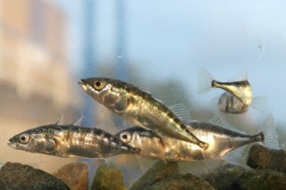 Van IJmuiden naar Amsterdam