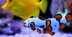 Van zebravis tot tijgersnoek