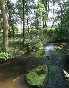 Vanavond de terugkeer van de beek in Wildernis onder Water (video)
