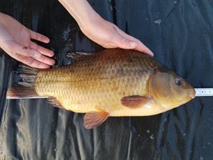 Vangsten scannen en meten