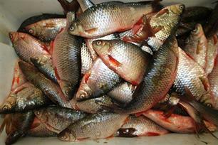 Vechten om de witvis