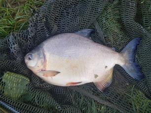 Vegetarische piranha in Hollandsche IJssel