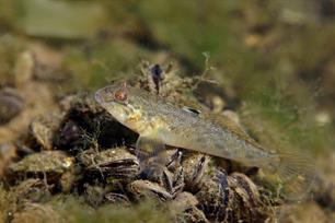 Verandering is de enige constante