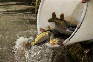 Verantwoord karper uitzetten met nieuwe richtlijnen