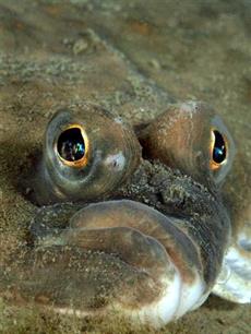 Verboden voor vissers : Gesloten gebieden op zee: panacee of doekje voor het bloeden?