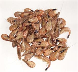 Verduurzaming garnalenvisserij noodzakelijk