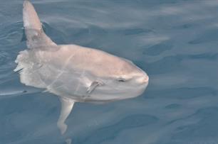 Verdwaalde vissen gevangen