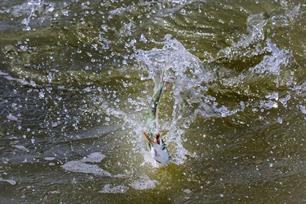 Verfijnd gepen in VISblad TV (video)