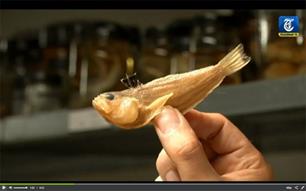 Vergiftigde vissers van zee gehaald (video)