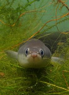 Verhakselde vissen en witte steenkool : De keerzijde van waterkracht
