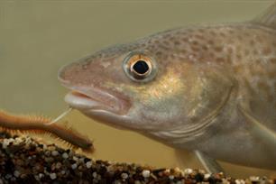 Verlaagde vangstadviezen kabeljauw