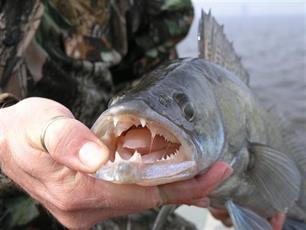 Vertrouwen als basis voor een duurzame visserij : VBC's Zuidelijke Randmeren aan het werk 