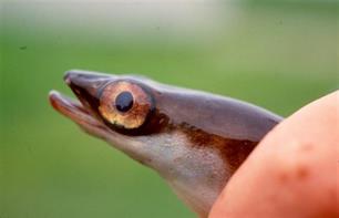 Vet als een Nederlandse aal : Nieuwe inzichten over het vetgedrag van aal in relatie tot het trekgedrag