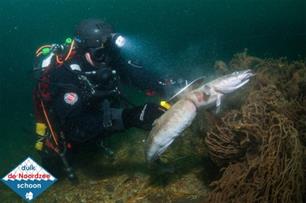 Videocompilatie duikexpeditie Noordzee (video)