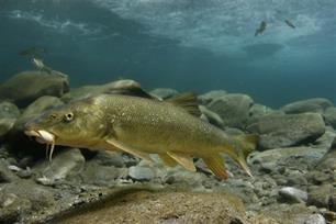 Vis in stromende wateren : De effectiviteit van maatregelen