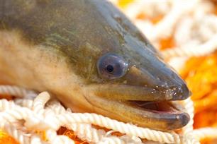 Vis, koelwater en waterkracht