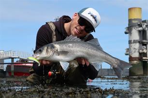 VISblad archief stops