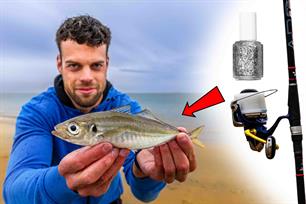 VISblad TV: makreelvissen met glitters en glimmers (video)