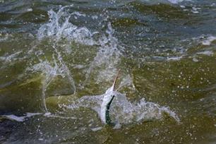 Visblad TV: masterclass geepvissen