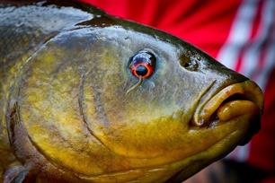 VISblad TV - methodfeederen op zeelt (video)