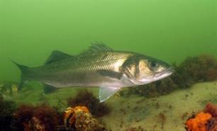 Visblad TV - op zoek naar zeebaars!