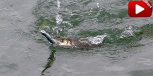 Visblad TV: oppervlaktevissen op zeebaars (video)