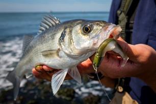 Visblad TV: strandbaarzen (video)