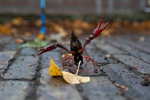 VISblad TV: vissen op rivierkreeftjes (video)