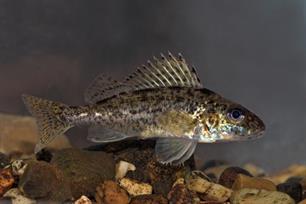 Visliederen: Vis, vissers en hengelen in liederen