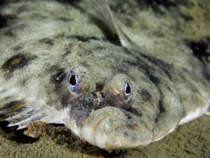 Vismigratie op de kaart