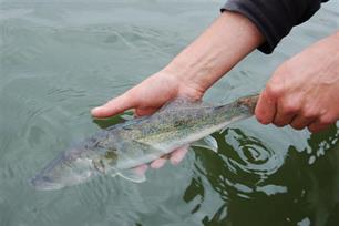 Vismigratieonderzoek Noordzeekanaal