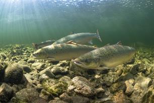 Vispassages kritisch bekeken