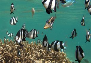 Vissen beschermen zich tegen opwarming aarde met 'nachtmodus' 