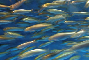 Vissen kijken in de vispassage