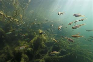 Vissen matig beschermd