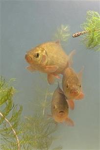 Vissen onder de scanner