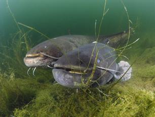 Vissen zijn geen mensen - onderzoek naar stress en pijn bij vissen