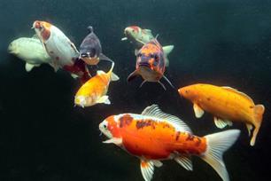 Vissen zijn om te stelen