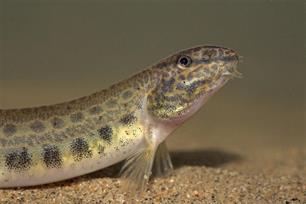 Vissenatlas Noord-Holland : Kennisbron van 34 vissoorten