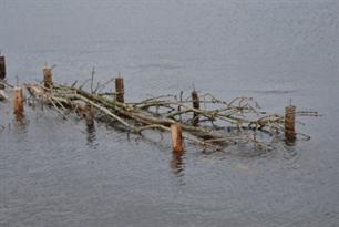 Vissenbossen onder de loep
