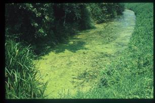 Vissennetwerk over vis en ecologische sleutelfiguren