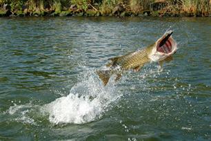 Vissenpijn of vissenleed?