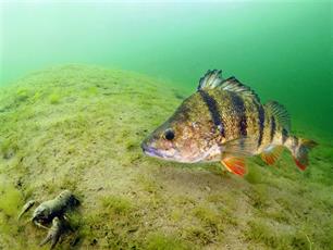 Visstand IJsselmeer-Markermeer: gedeelde werkelijkheid