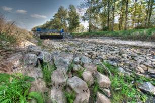Vissterfte door (dreigende) droogte